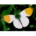 Orange Tip Anthocharis cardamines pupae 